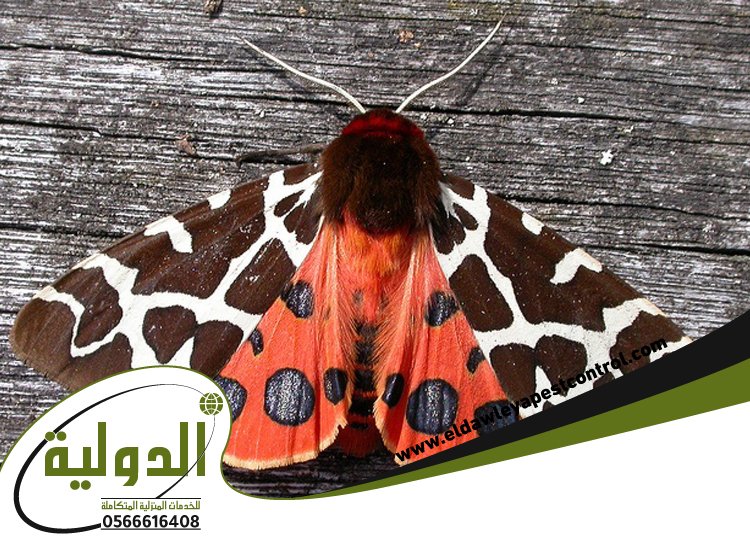 شركة مكافحة العته بمهد الذهب 3 شركة مكافحة العته بمهد الذهب