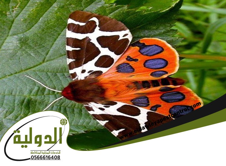 شركة مكافحة العته بمهد الذهب 2 شركة مكافحة العته بمهد الذهب