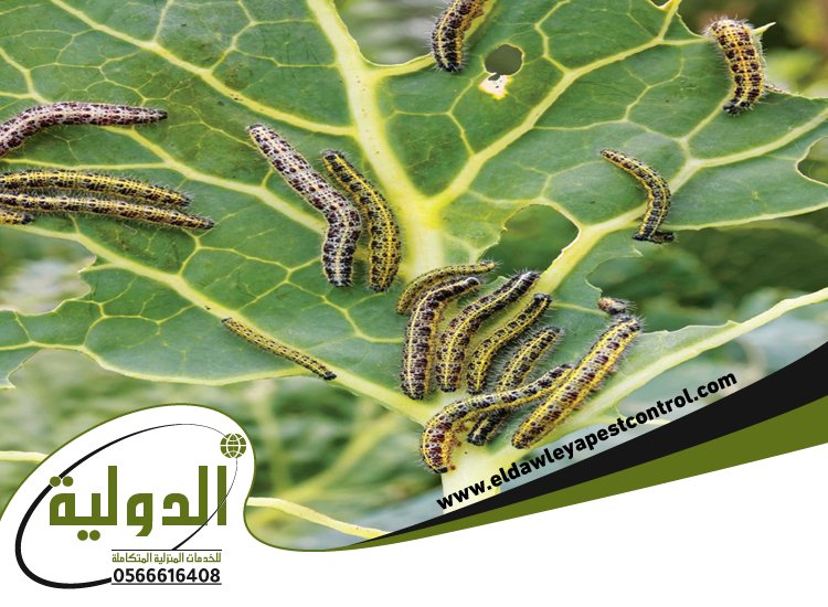 شركة مكافحة الربية بمهد الذهب 2 شركة مكافحة الربية بمهد الذهب