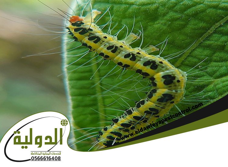 شركة مكافحة الربية بمهد الذهب 3 شركة مكافحة الربية بمهد الذهب