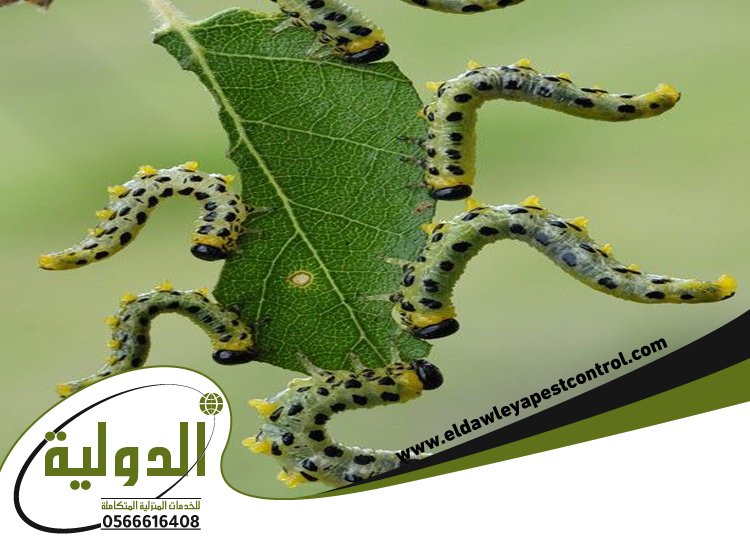 شركة مكافحة الربية بمهد الذهب 4 شركة مكافحة الربية بمهد الذهب