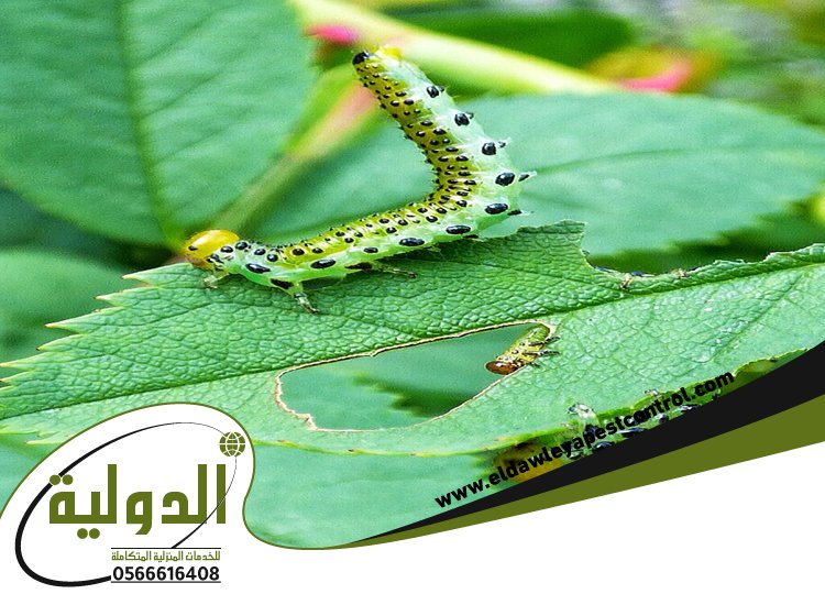 شركة مكافحة الربية بمهد الذهب 5 شركة مكافحة الربية بمهد الذهب