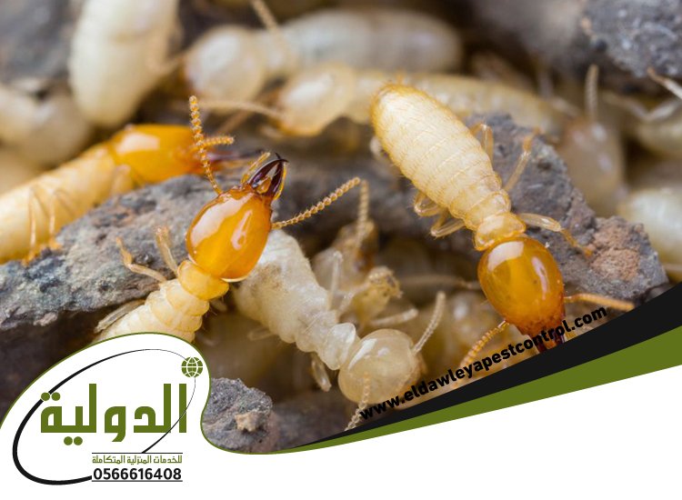 شركة مكافحة النمل الابيض بينبع 5 شركة مكافحة النمل الابيض بينبع