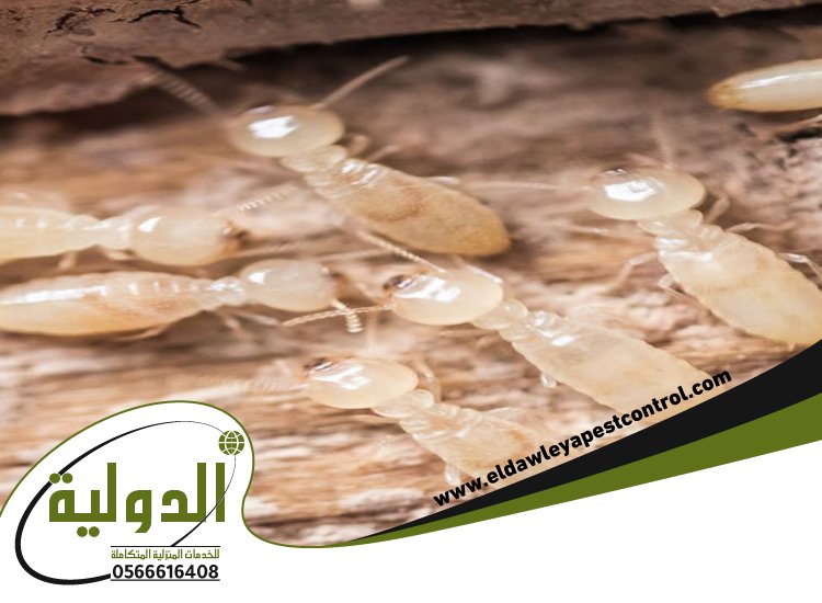 شركة مكافحة النمل الابيض بينبع