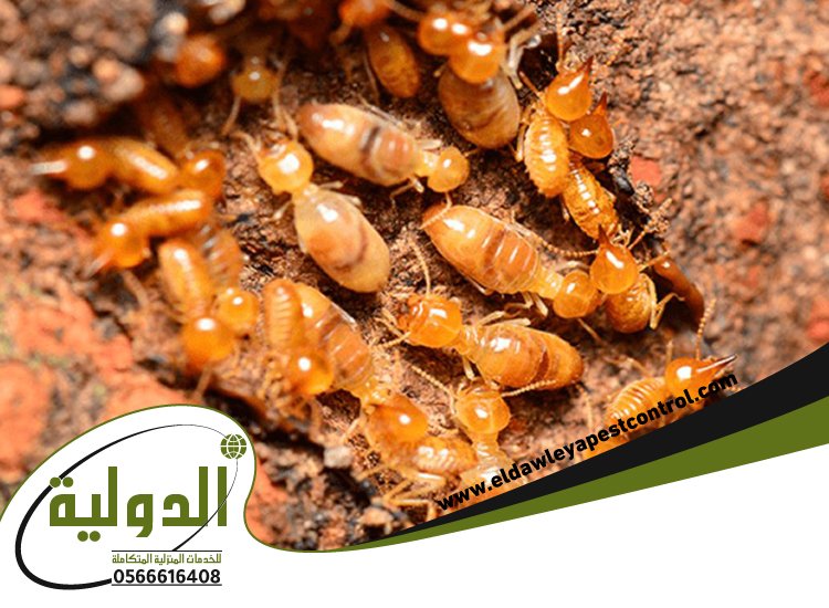 شركة مكافحة النمل الابيض بينبع 4 شركة مكافحة النمل الابيض بينبع