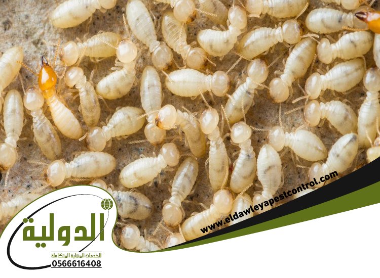 شركة مكافحة النمل الابيض بمهد الذهب 4 شركة مكافحة النمل الابيض بمهد الذهب