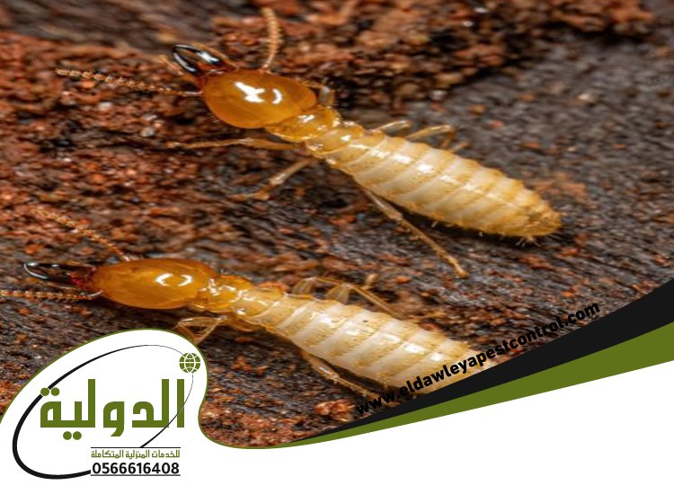 شركة مكافحة النمل الابيض بمهد الذهب