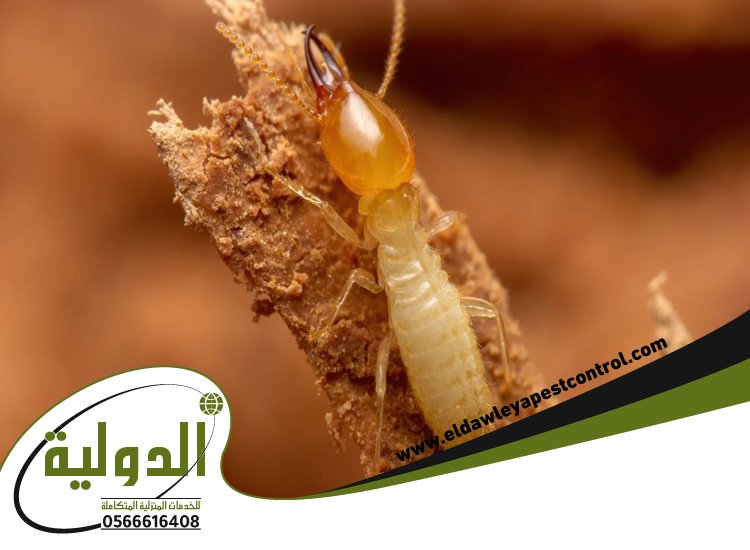 شركة مكافحة النمل الابيض بعسفان 69 خدمات المملكة