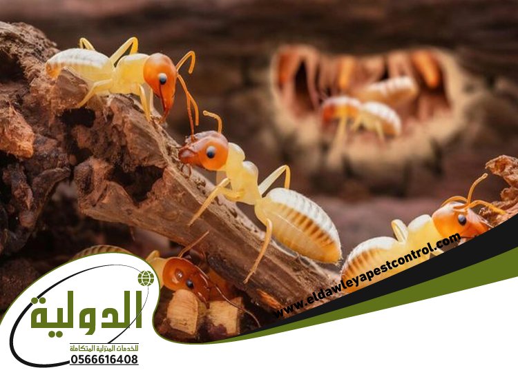 شركة مكافحة النمل الابيض بعسفان