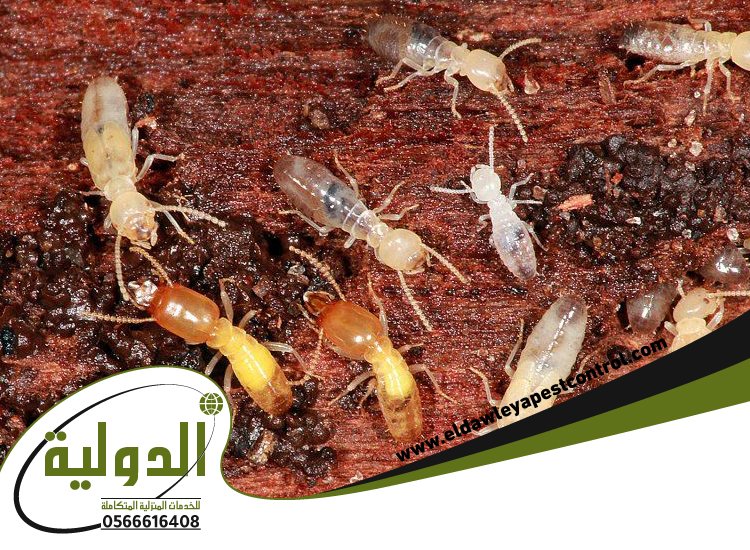 شركة مكافحة النمل الابيض بعسفان 4 شركة مكافحة النمل الابيض بعسفان
