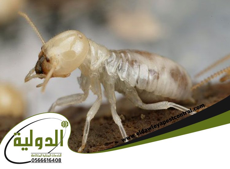 شركة مكافحة النمل الابيض بعسفان 5 شركة مكافحة النمل الابيض بعسفان