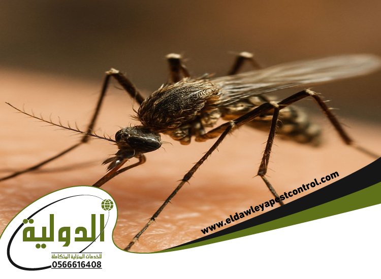 شركة مكافحة البعوض بمكة 3 شركة مكافحة البعوض بمكة