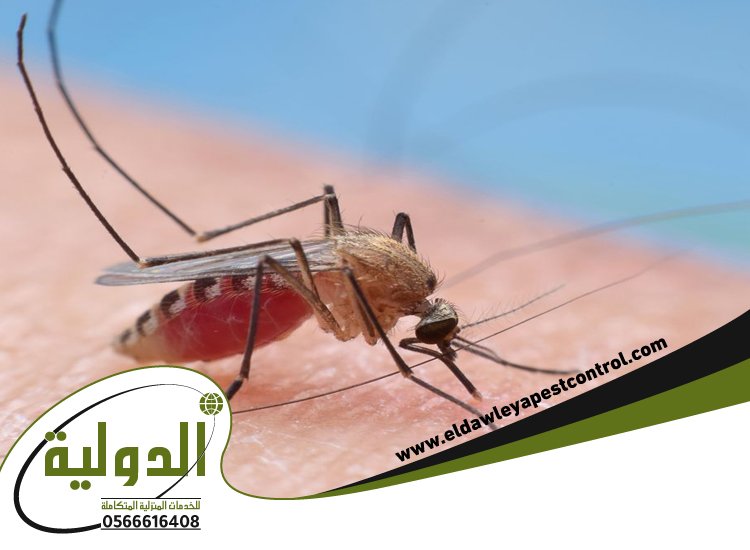 شركة مكافحة البعوض بمكة 4 شركة مكافحة البعوض بمكة