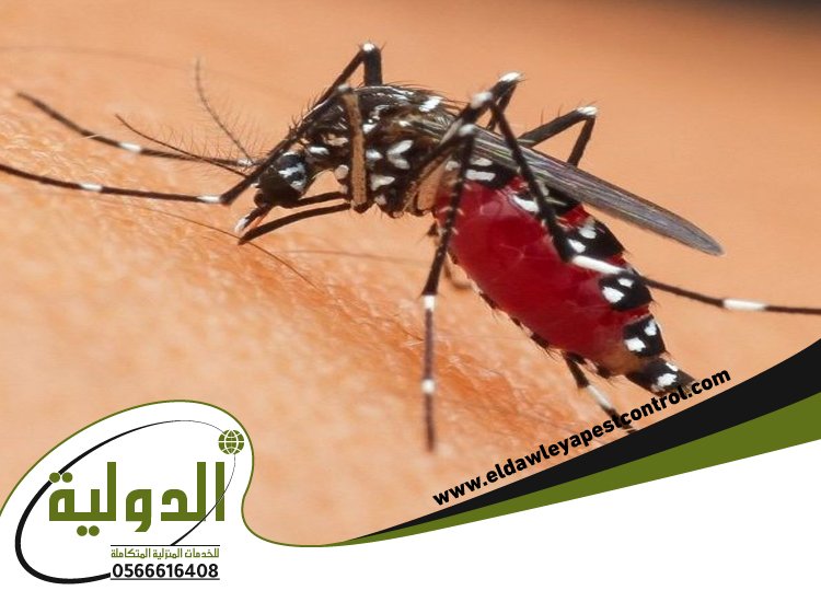 شركة مكافحة البعوض بمكة 5 شركة مكافحة البعوض بمكة