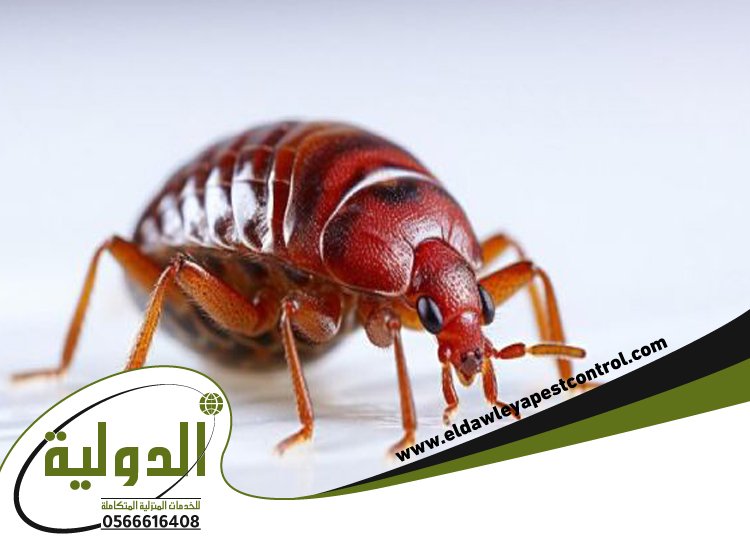 شركة مكافحة بق الفراش برابغ 5 شركة مكافحة بق الفراش برابغ