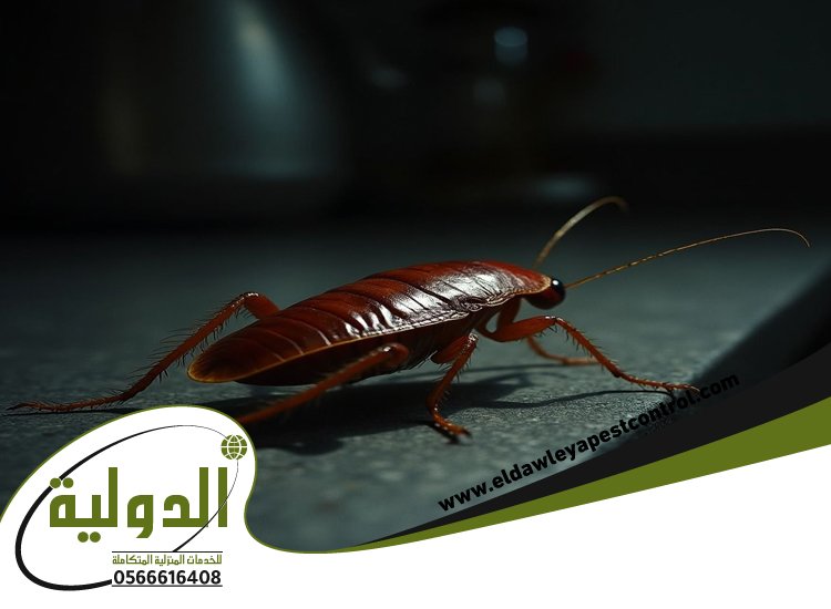 شركة مكافحة صراصير بعسفان 25 خدمات المملكة