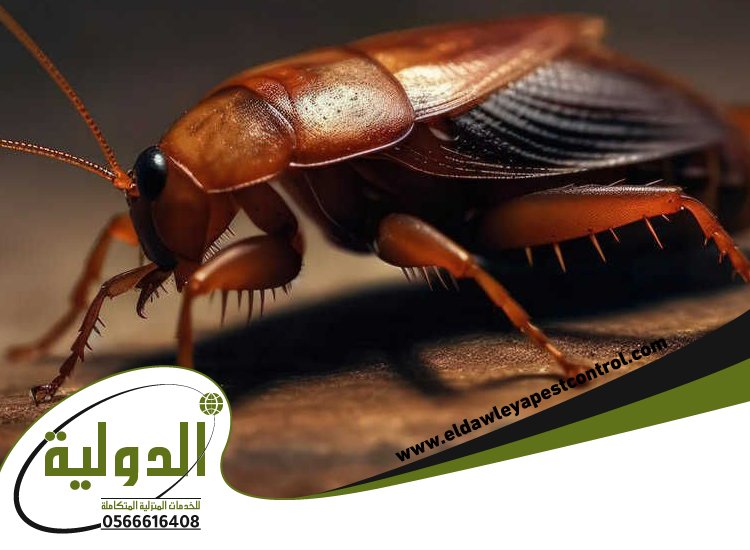 شركة مكافحة صراصير بعسفان 3 شركة مكافحة صراصير بعسفان
