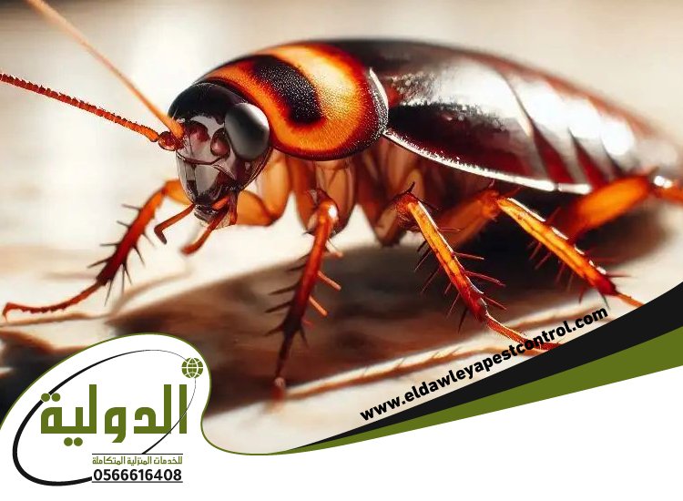 شركة مكافحة صراصير بعسفان 4 شركة مكافحة صراصير بعسفان