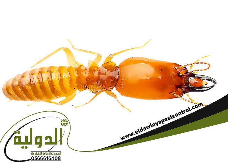 شركة مكافحة الارضة بمكة 13 خدمات مكة