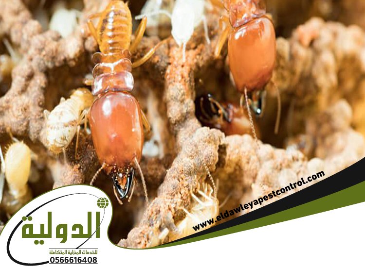 شركة مكافحة الارضة بمكة 3 شركة مكافحة الارضة بمكة