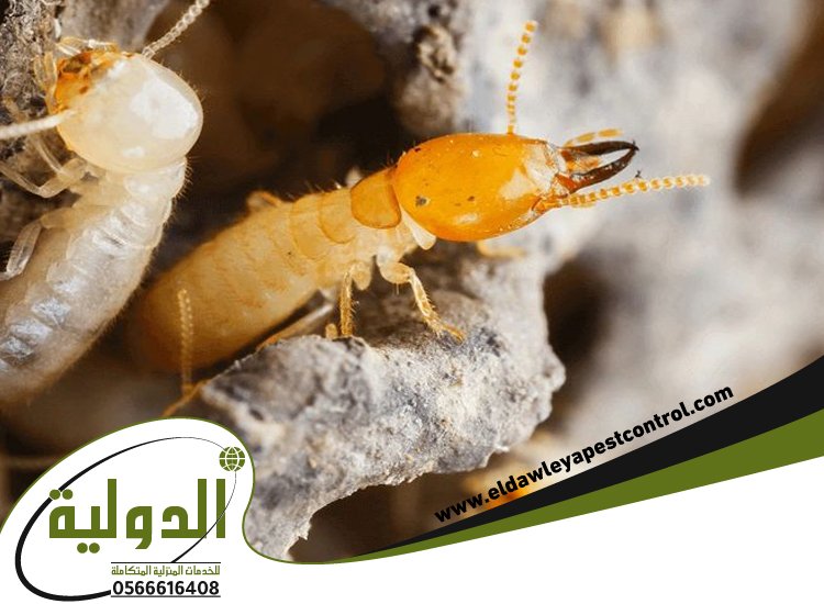 شركة مكافحة الارضة بمكة 4 شركة مكافحة الارضة بمكة