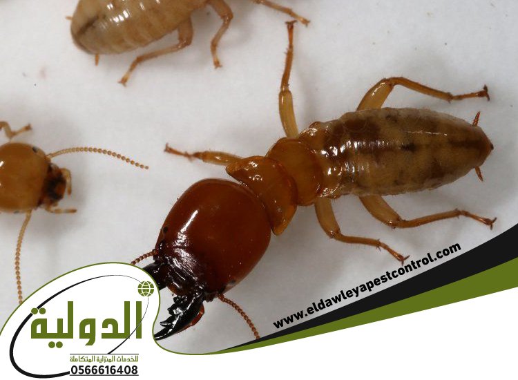 شركة مكافحة الارضة بمكة 5 شركة مكافحة الارضة بمكة