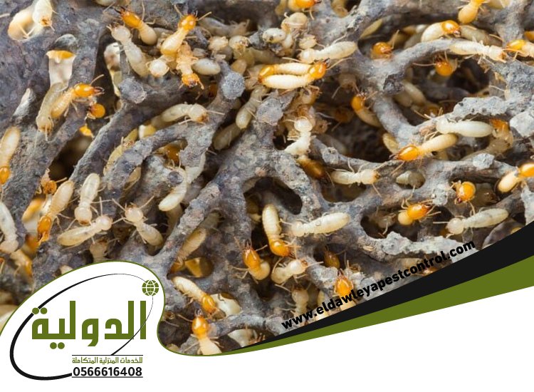 شركة مكافحة النمل