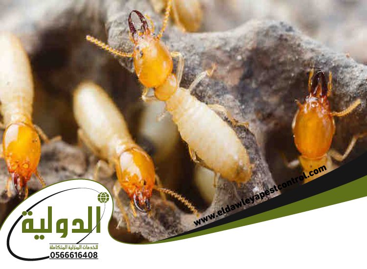 شركة مكافحة النمل الابيض بمهد الذهب
