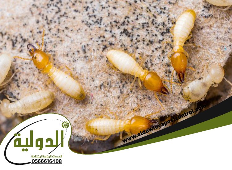 شركة مكافحة العته بمهد الذهب 2 شركة مكافحة