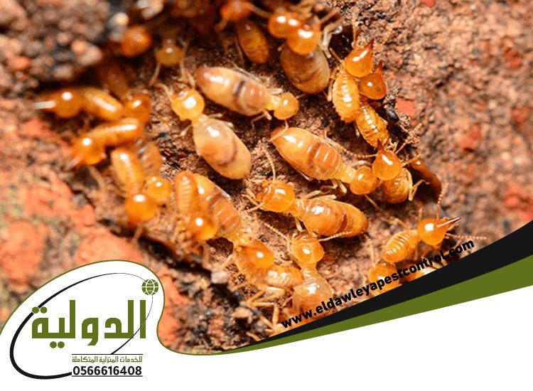 شركة مكافحة النمل الابيض برابغ 4 شركة مكافحة النمل الابيض برابغ