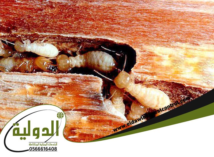 شركة مكافحة النمل الابيض برابغ 3 شركة مكافحة النمل الابيض برابغ