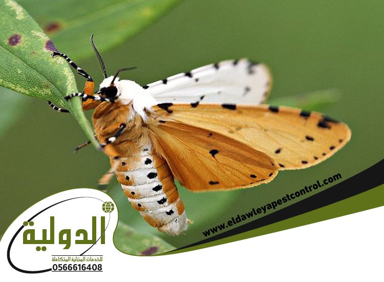 افضل شركة مكافحة العته بمكة 17 خدمات مكة