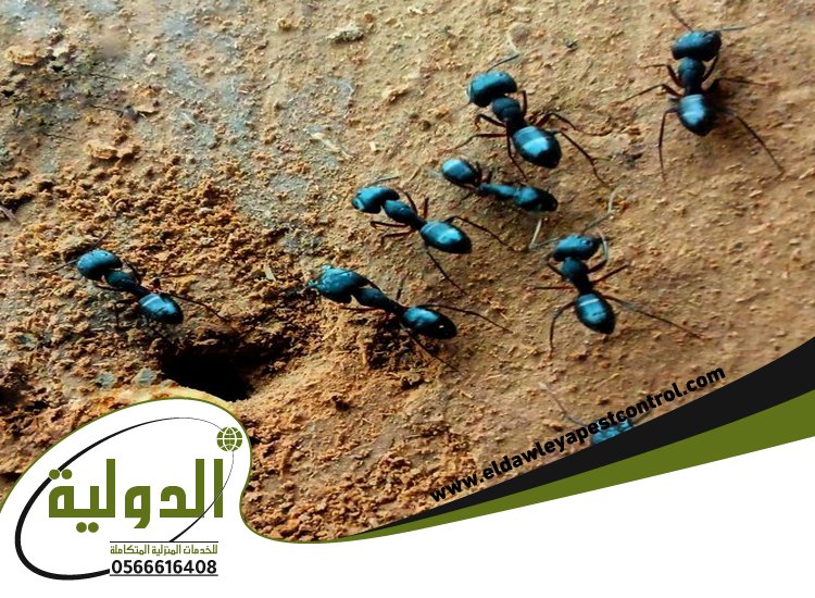 شركة مكافحة النمل الاسود بمكة 5 شركة مكافحة النمل الاسود بمكة