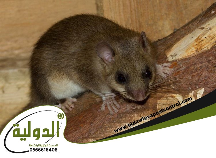 شركة مكافحة الفئران بالليث 2 شركة مكافحة الفئران بالطائف