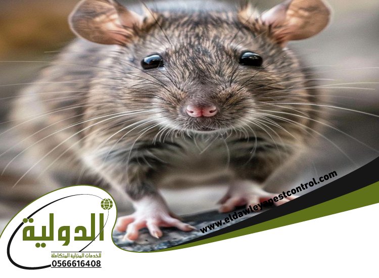 شركة مكافحة الفئران بالطائف 2 شركة مكافحة الفئران بالليث