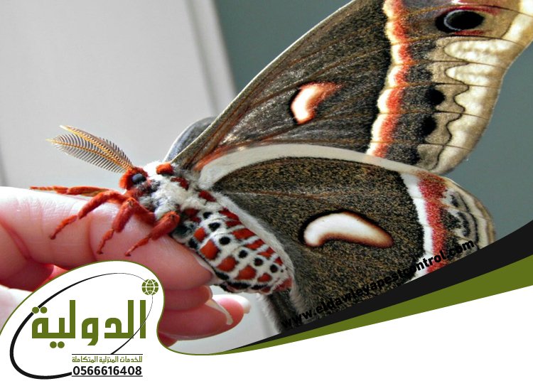 شركة مكافحة العته بالجموم 5 شركة مكافحة العته بالجموم