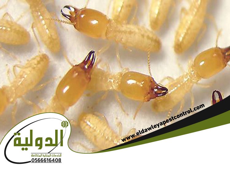 شركة مكافحة النمل الابيض بالطائف 2 شركة مكافحة النمل الابيض بالطائف