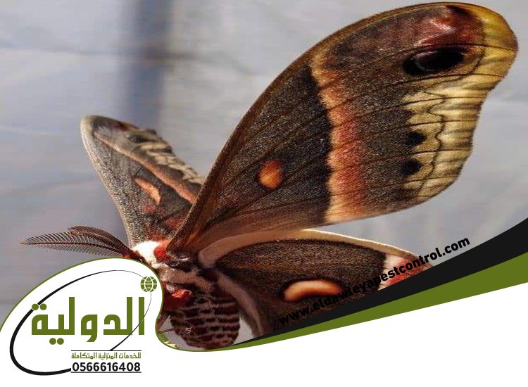 شركة مكافحة العته بالجموم 4 شركة مكافحة العته بالجموم
