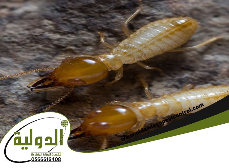 شركة مكافحة النمل الابيض بالليث 2 شركة مكافحة النمل الابيض بالليث