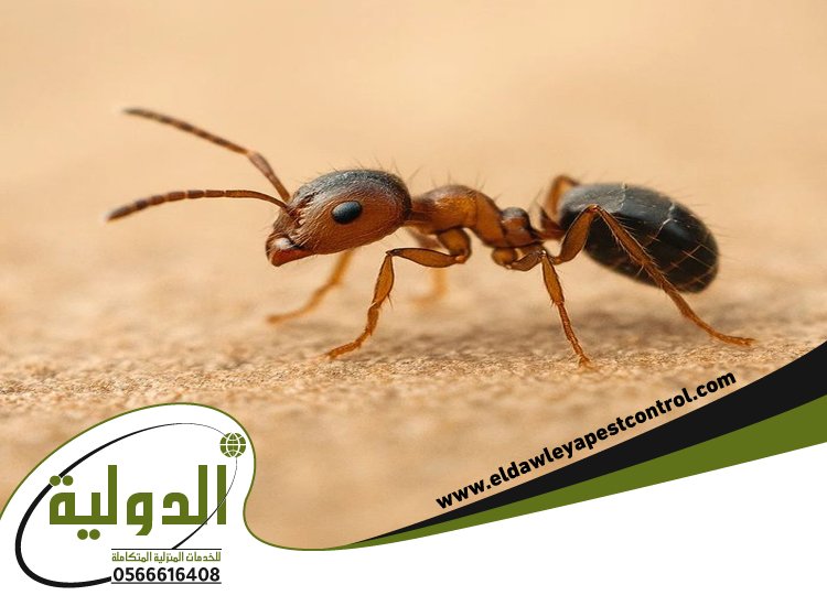 شركة مكافحة النمل الاسود بمكة 4 شركة مكافحة النمل الاسود بمكة
