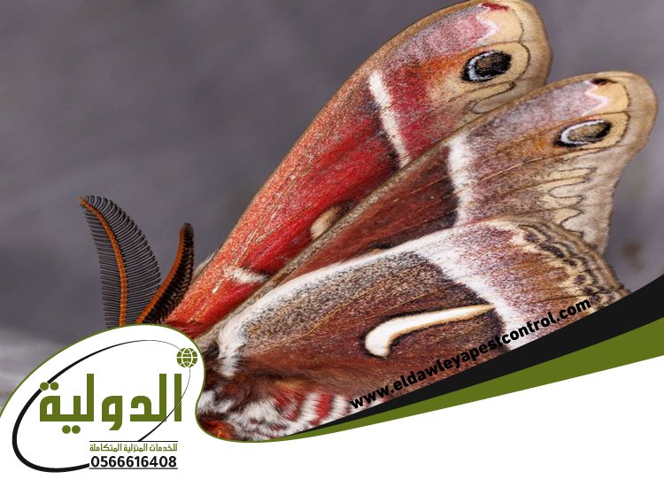 شركة مكافحة العته بالجموم