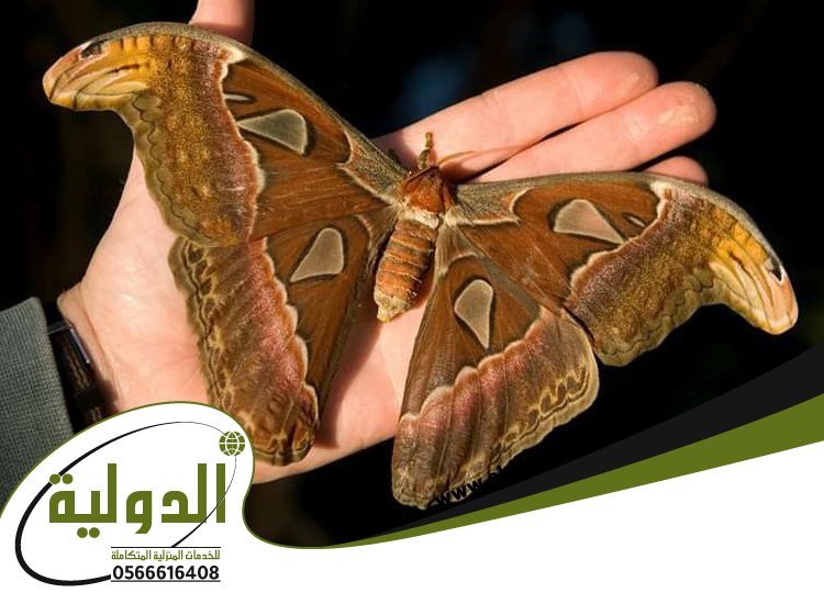 شركة مكافحة العته بالجموم 105 خدمات المملكة