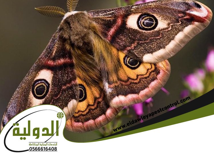 شركة مكافحة العتة بالروضة 101 خدمات المملكة