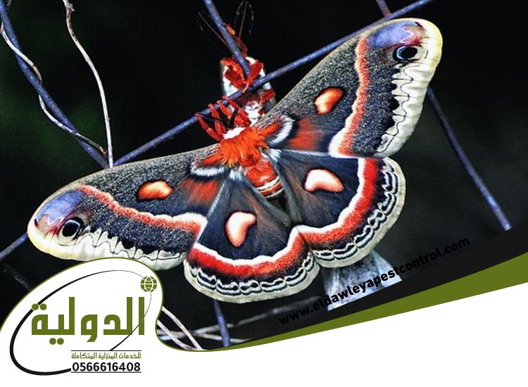 شركة مكافحة العتة بالروضة