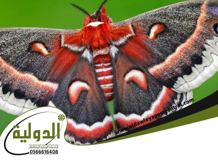 شركة مكافحة العتة بالروضة 4 شركة مكافحة العتة بالروضة