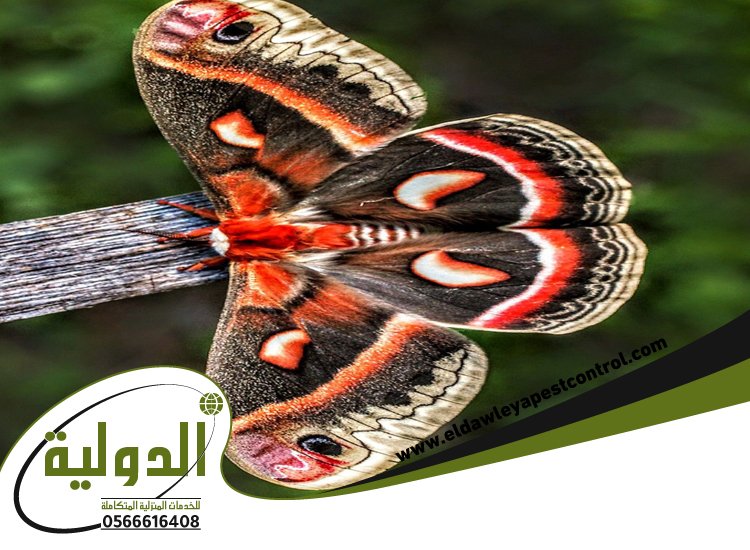 شركة مكافحة العتة بالروضة 5 شركة مكافحة العتة بالروضة