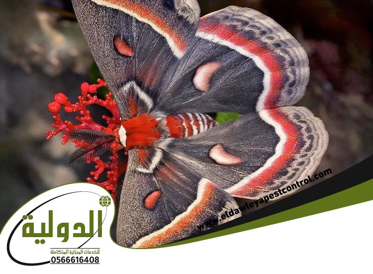 شركة مكافحة العته بالطائف 97 خدمات المملكة