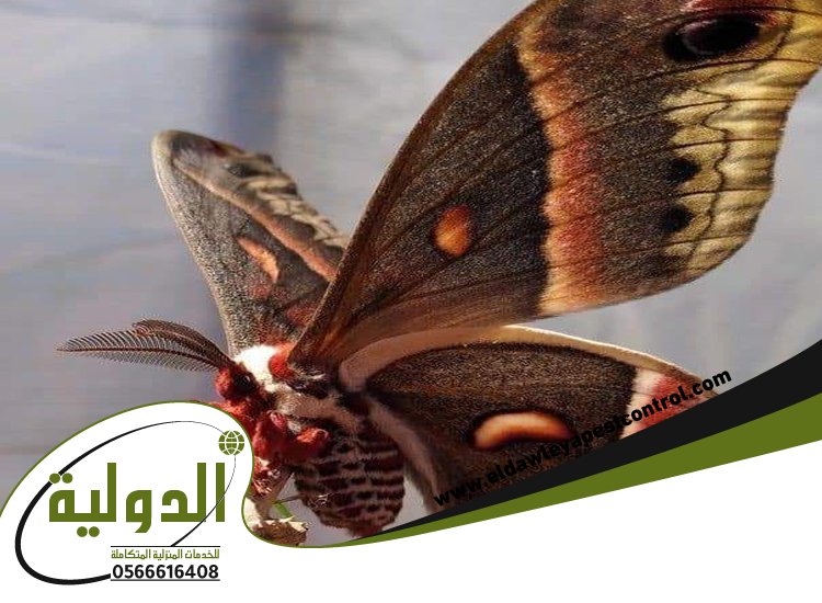 شركة مكافحة العته بالطائف 3 شركة مكافحة العته بالطائف