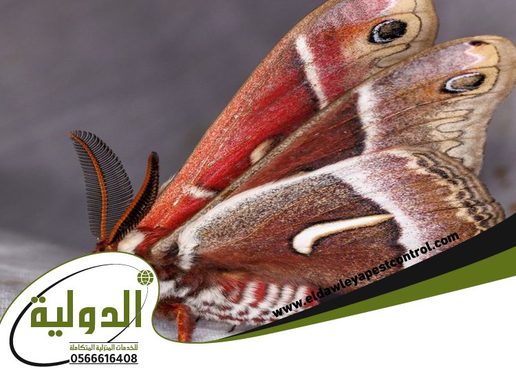 شركة مكافحة العته بالطائف 4 شركة مكافحة العته بالطائف