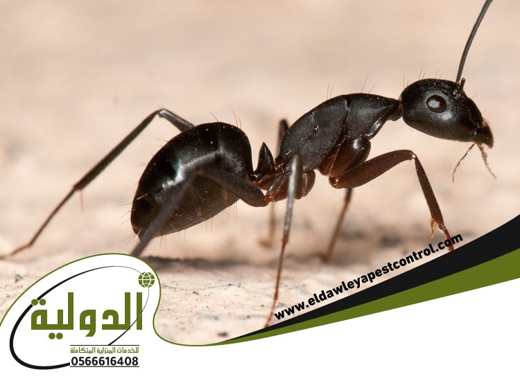 شركة مكافحة النمل الاسود بمكة 3 شركة مكافحة النمل الاسود بمكة